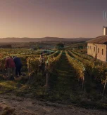 Building a Winery WiFi Network That Survives Harvest Season